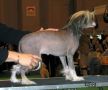 Jumelhei Atomic Bon Bon Chinese Crested