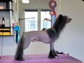 Mano Ponis Atego Chinese Crested