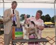 Wickhaven-MTO Addicted To Love Chinese Crested