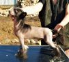 Miniatura Club Mikulash Chinese Crested