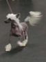 Raffica's I've Been Spotted Chinese Crested