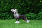 Sirocco Go Big Or Go Home Chinese Crested