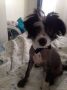 Brutis Matthews Love Chinese Crested