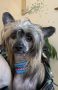 Eternity Sirius JP Clows Chinese Crested