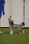 Black-Diva's Supermonstars Chinese Crested