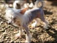 Long Haul's Cosmic Ice Angel Chinese Crested