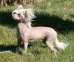 Magic'N Mystic To Fast For You Chinese Crested