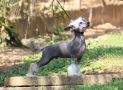 Br Blendale Smokey Chinese Crested