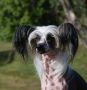 Suanho's Nude Nepuyo Chinese Crested