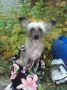 Fantastik Kashmir Hunter Hay Chinese Crested