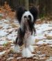 Queens Cool Lady Chinese Crested