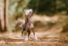 Crested Vixen's Norwegian Ridgeback Chinese Crested