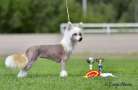 Touch Beauty Luxury Shine Chinese Crested