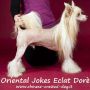 Oriental Jokes Eclat Dor Chinese Crested
