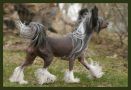 Gou's Ice Ice Baby Chinese Crested