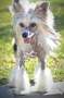 Archibald for Sasima Beautiful Story Chinese Crested