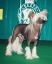 Laureola's Harry Potter Chinese Crested
