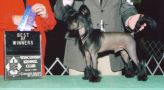Nava's Midnight Flyer Chinese Crested