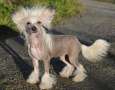 Arte Figure Endorphin Chinese Crested