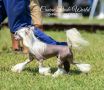 Masterpiece Sasha Valeur Chinese Crested