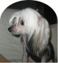 Oromuson Wua Questo Qua Chinese Crested