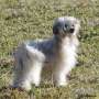 Twice as Nice Electra Spiritus Chinese Crested