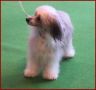 Lemiz Elle Showstopper with Pazazz Chinese Crested