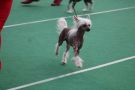 Balam De Sothis Chinese Crested