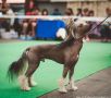 Don Emir Clary Aldrigen Chinese Crested