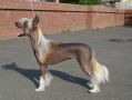 Irgen Gold Olli Mirouz Chinese Crested