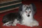 Deimon Divine Gift Chinese Crested