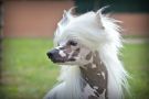 William Teach Kidd Chinese Crested