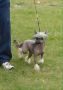Tonny stark Chinese Crested