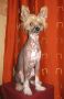 Rus Foreva  Al Capone Chinese Crested