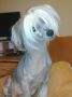 Yasya Yagodka So Dvora Rudchenko Chinese Crested