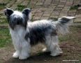 Doucai's Did She Do It Chinese Crested