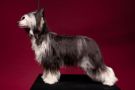 Oks Company  Harry Poter Chinese Crested