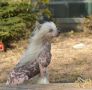 Astrum Anima Aurora Chinese Crested