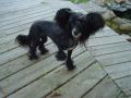 Creekside's Kameo Flit'n Flirt Chinese Crested