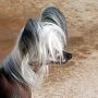 Shomars I Am A Puffin Too Chinese Crested