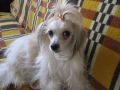 Arani Amanda Chinese Crested