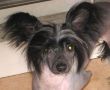 Empire Times Square Chinese Crested