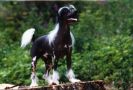 Sonet Alexa Lachesis Chinese Crested