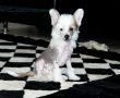 Brandrus Usually Forward Chinese Crested