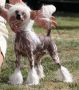 Mohawk Broadway Babe Chinese Crested