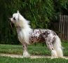 Talltales The Devil May Care Chinese Crested