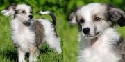 Twice as Nice Triple the Pleasure Chinese Crested