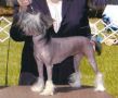 Tamarlane's Twilight Shadows Chinese Crested