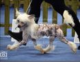 Talltales The Devil May Care Chinese Crested