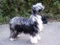 Dajna Kalis z Treste Chinese Crested